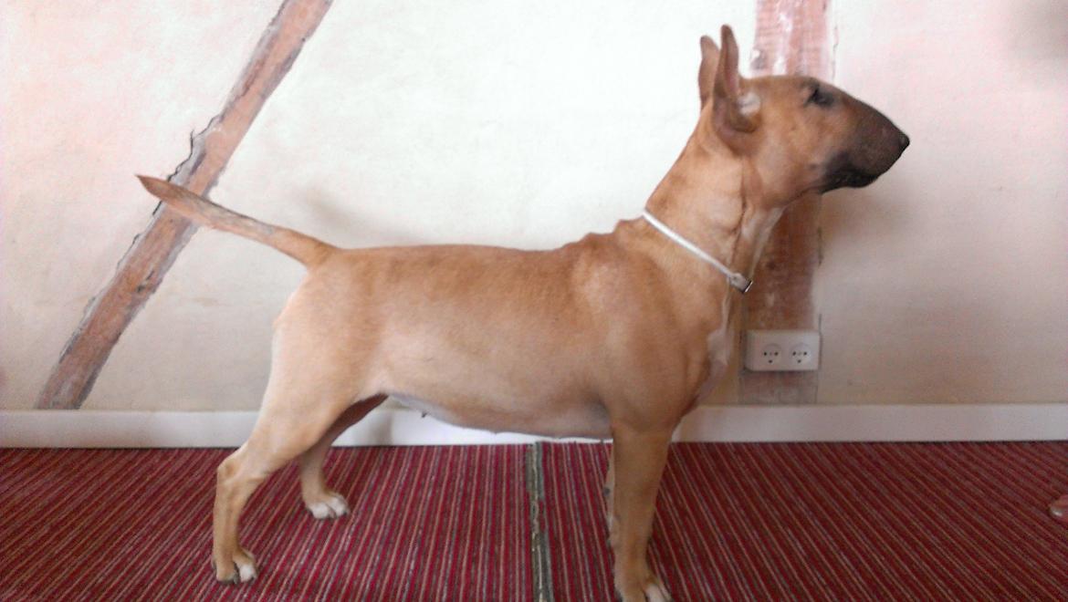 Bullterrier Litchi - Litchi 10 mdr billede 21