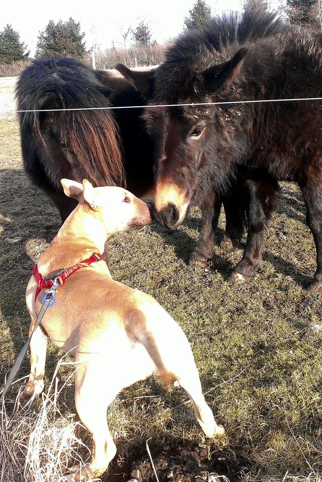 Bullterrier Litchi billede 22