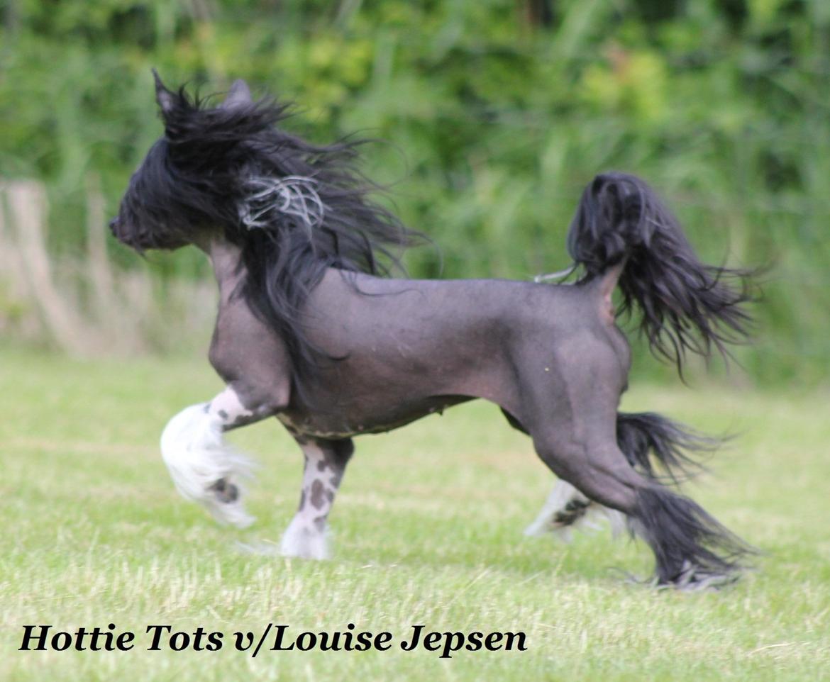 Chinese crested hårløs Nova billede 1