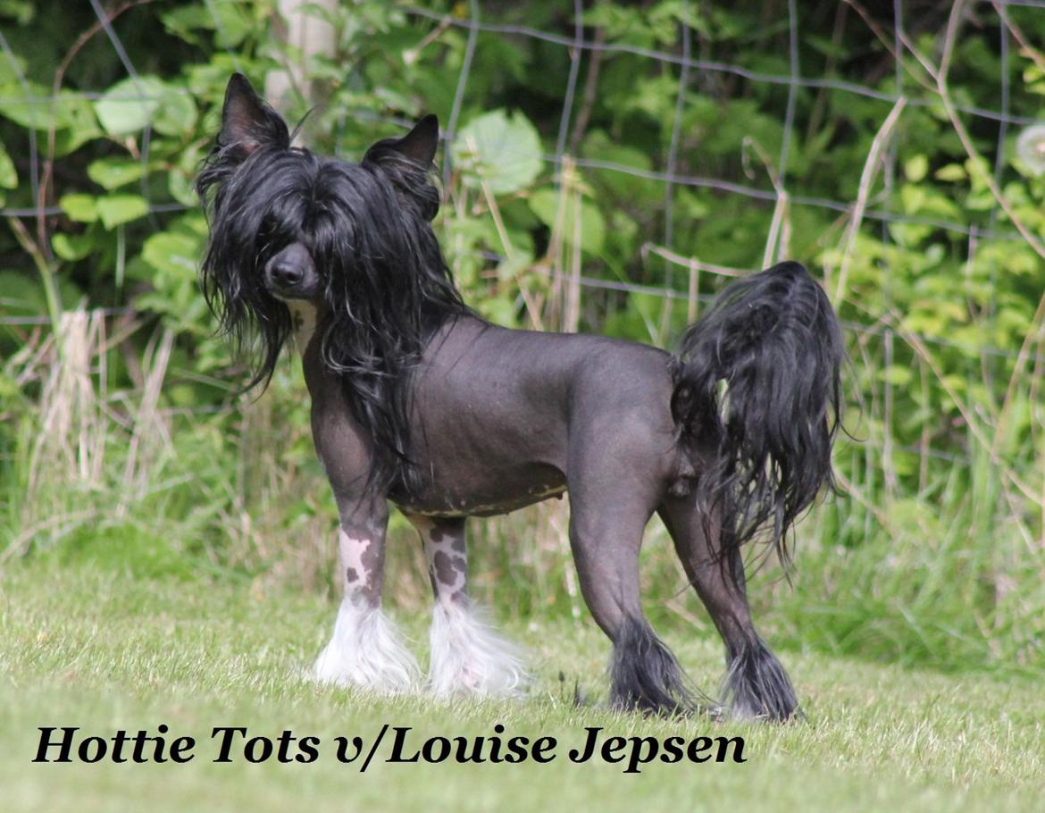 Chinese crested hårløs Nova billede 2
