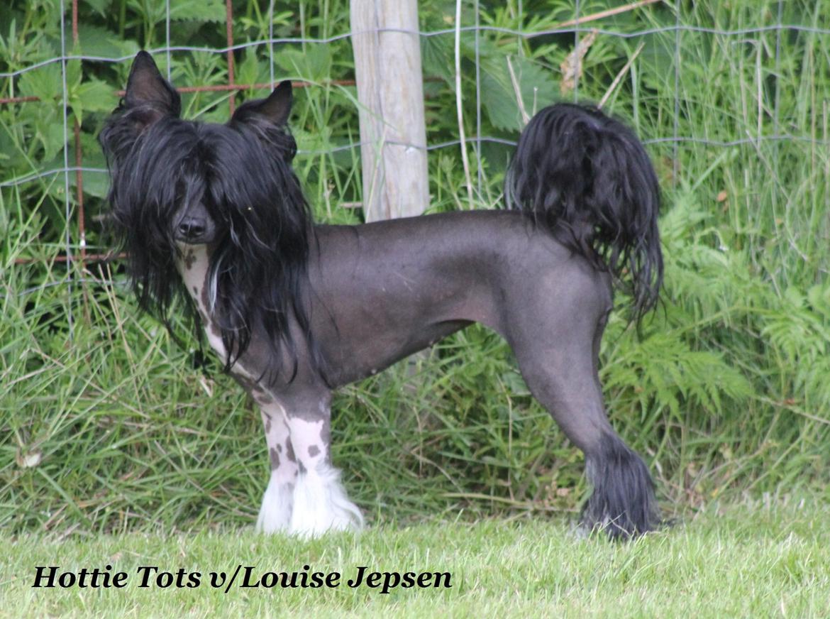 Chinese crested hårløs Nova billede 3