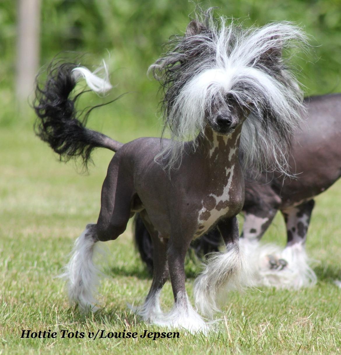 Chinese crested hårløs Ying ying billede 11