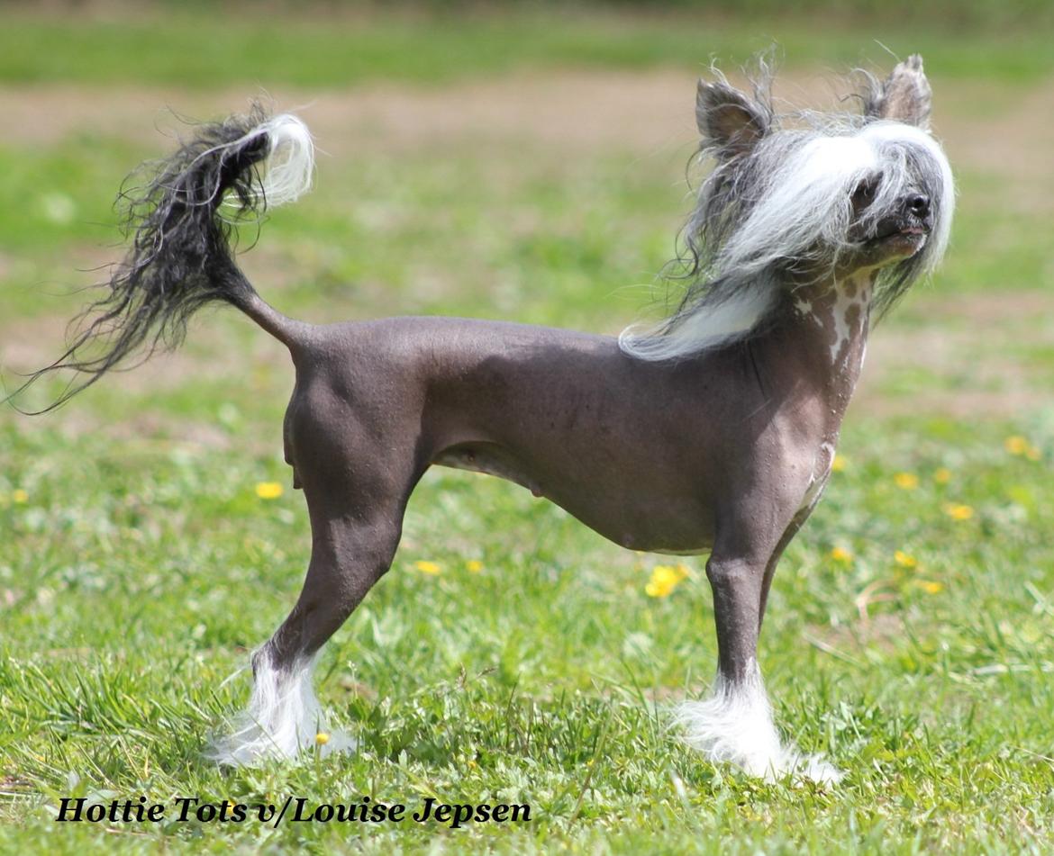 Chinese crested hårløs Ying ying billede 12