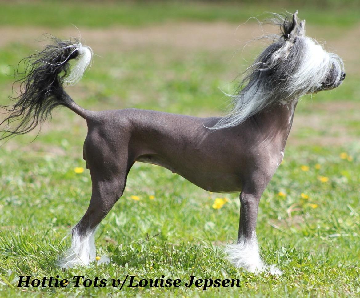 Chinese crested hårløs Ying ying billede 1