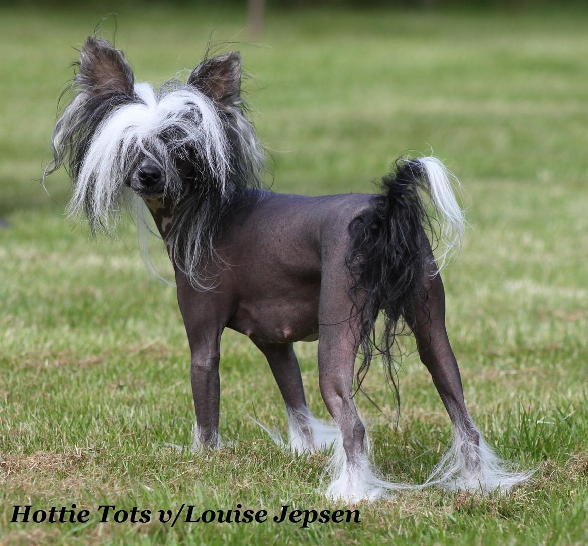 Chinese crested hårløs Ying ying billede 3