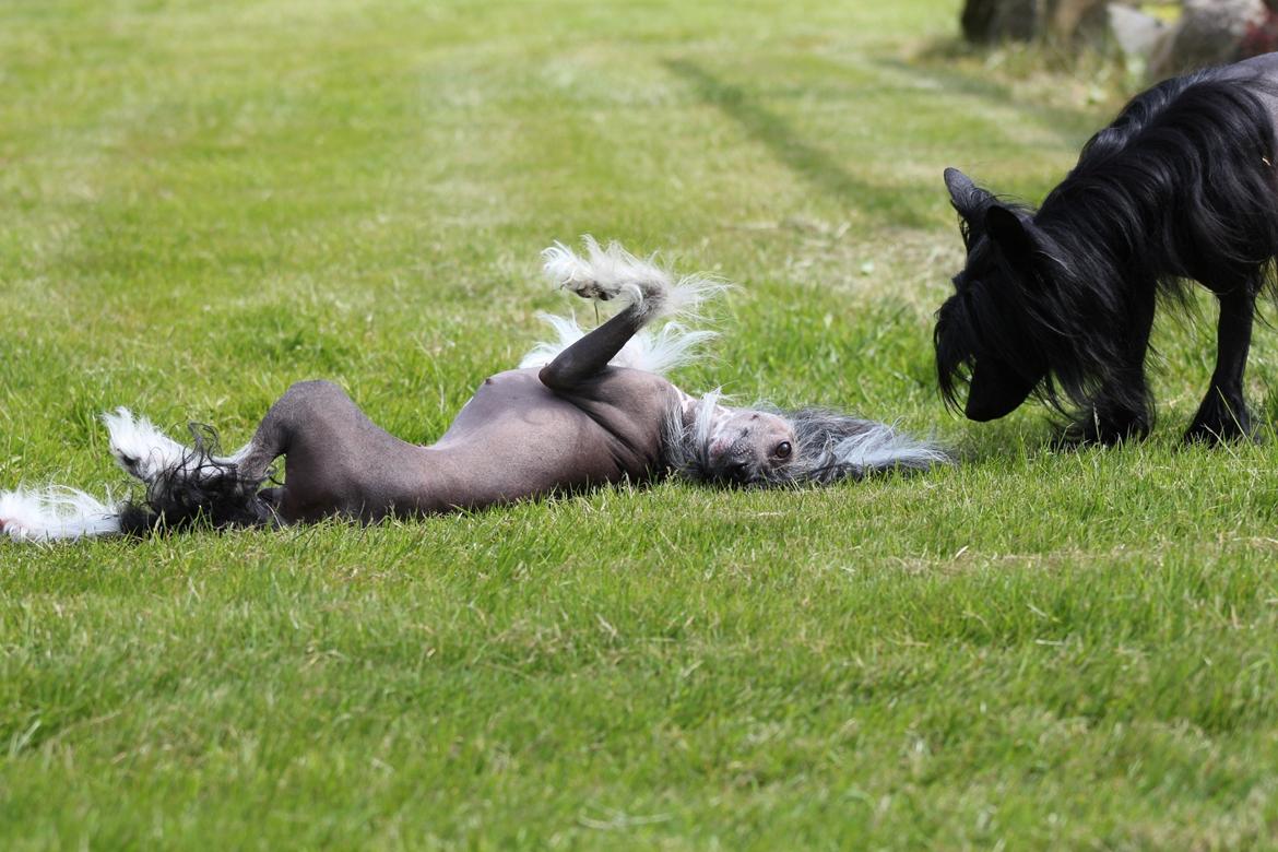 Chinese crested hårløs Ying ying billede 2