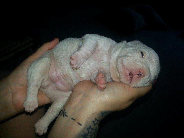 Fransk bulldog Karla - Vores lille karla fra den 8. juni  billede 2