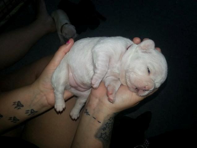 Fransk bulldog Karla billede 3