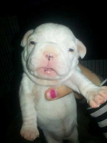 Fransk bulldog Karla - der kan vi se hendes små søde pletter :)  billede 4