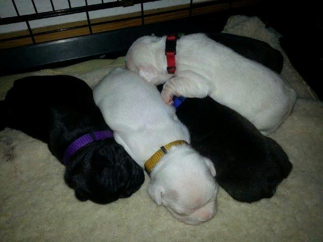 Fransk bulldog Karla - Karla har det røde halsbånd på :)  billede 5