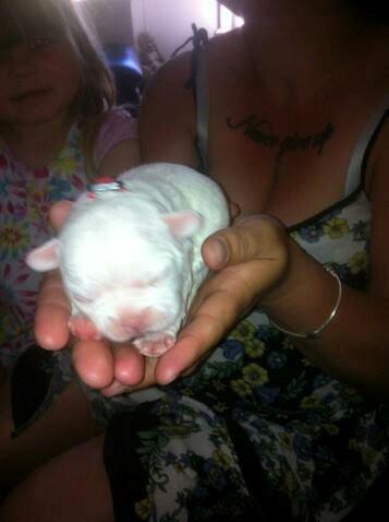 Fransk bulldog Karla - da vi så hende første gang 1. juni 2013 billede 6