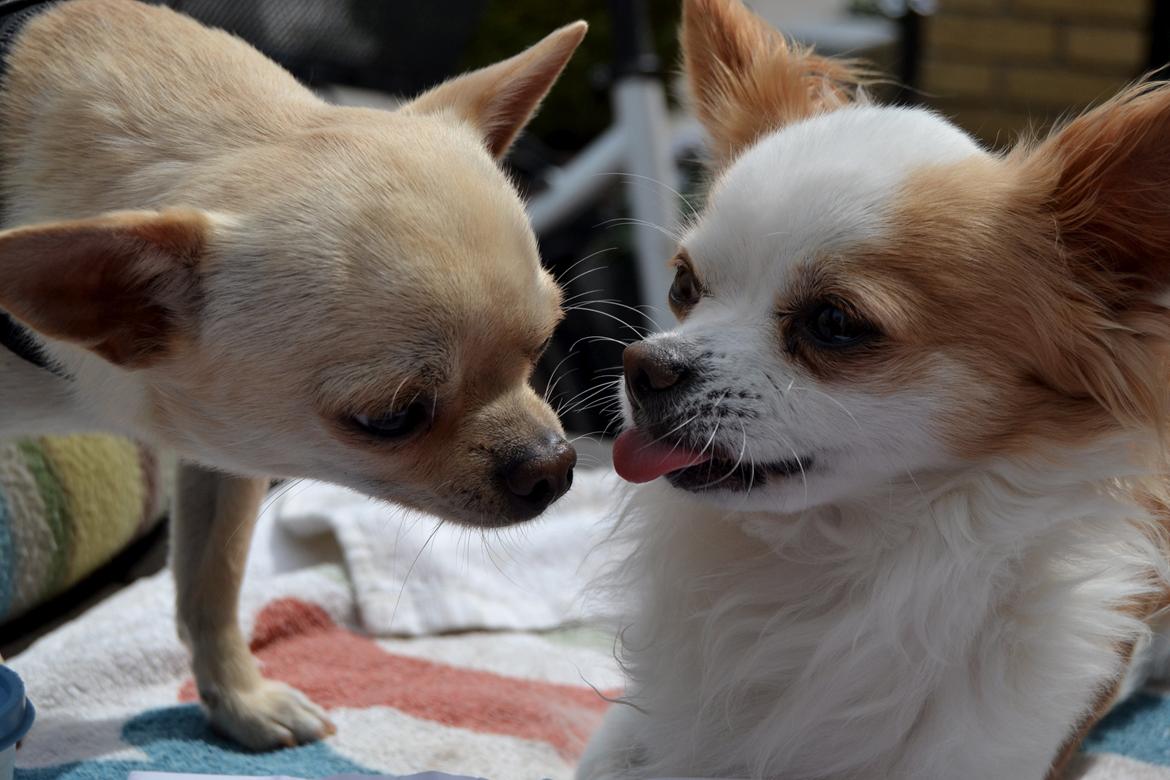 Chihuahua Viktor - Eddie får lige en møsser. billede 16