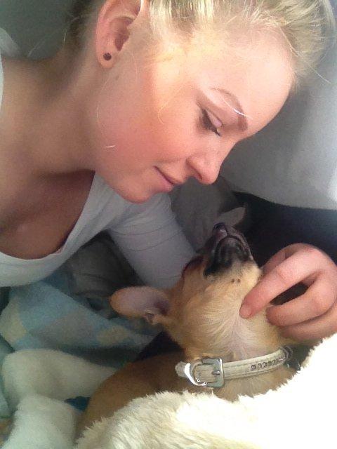 Blanding af racer chihuahua/papilon  Yrsa billede 17