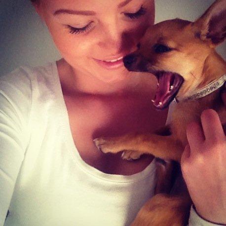 Blanding af racer chihuahua/papilon  Yrsa billede 2