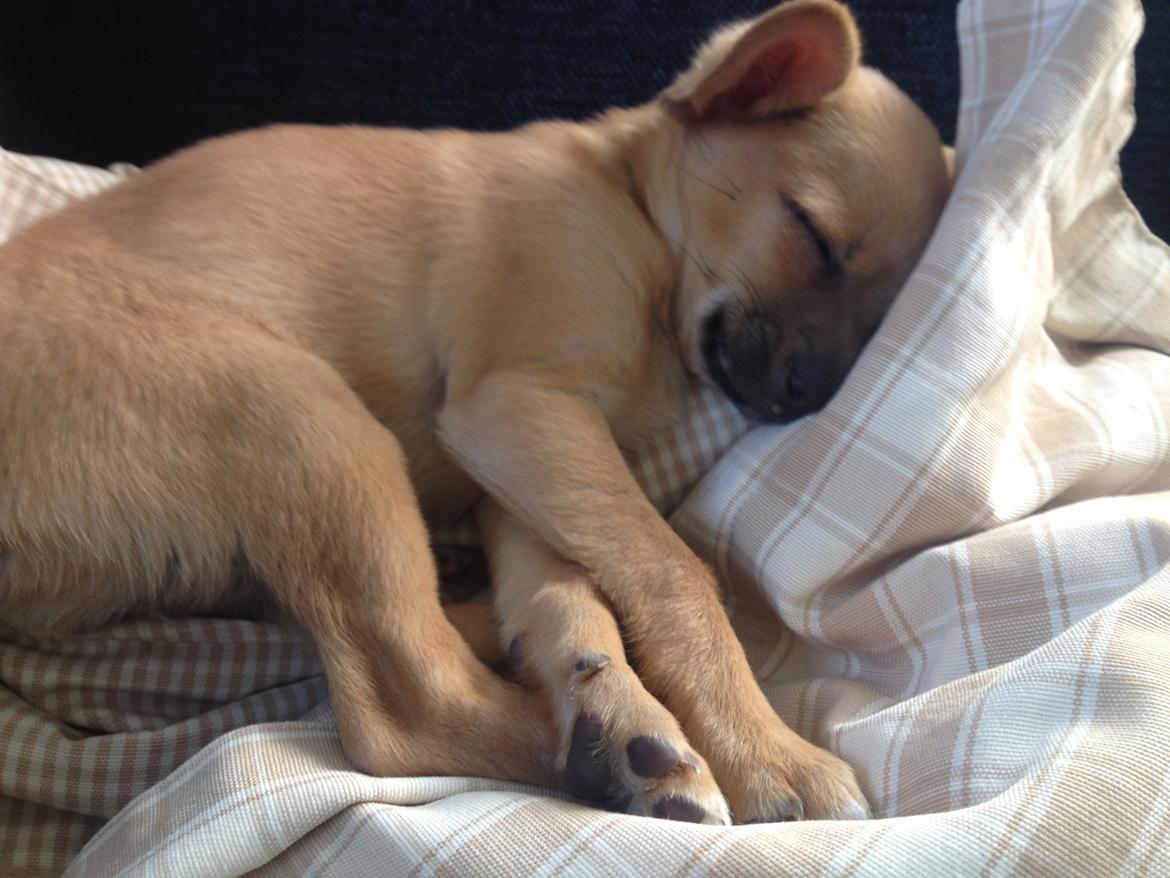 Blanding af racer chihuahua/papilon  Yrsa billede 3