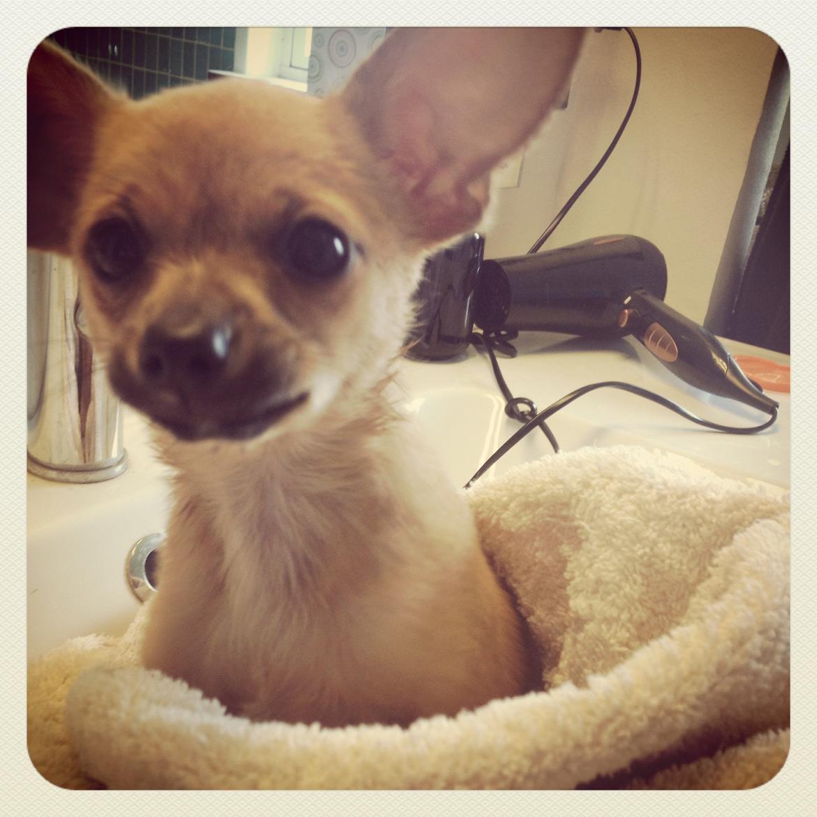 Blanding af racer chihuahua/papilon  Yrsa billede 4