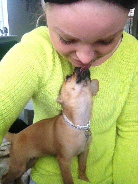 Blanding af racer chihuahua/papilon  Yrsa billede 5