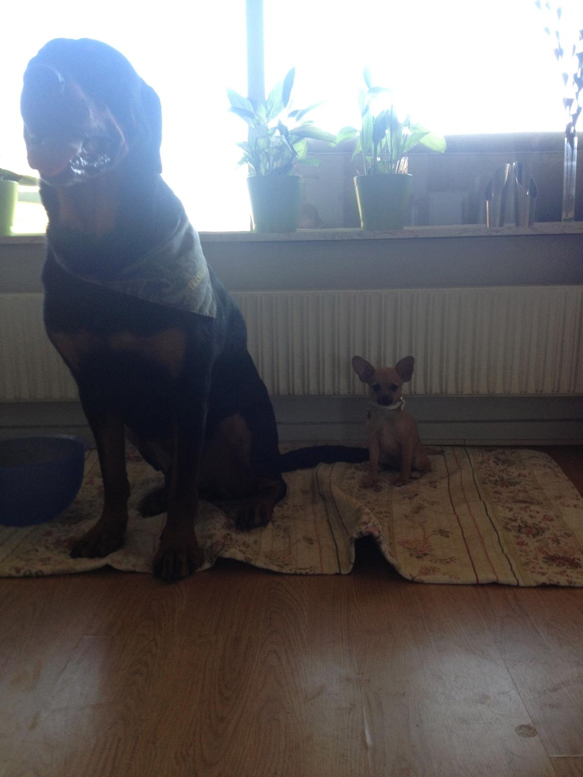 Blanding af racer chihuahua/papilon  Yrsa billede 6