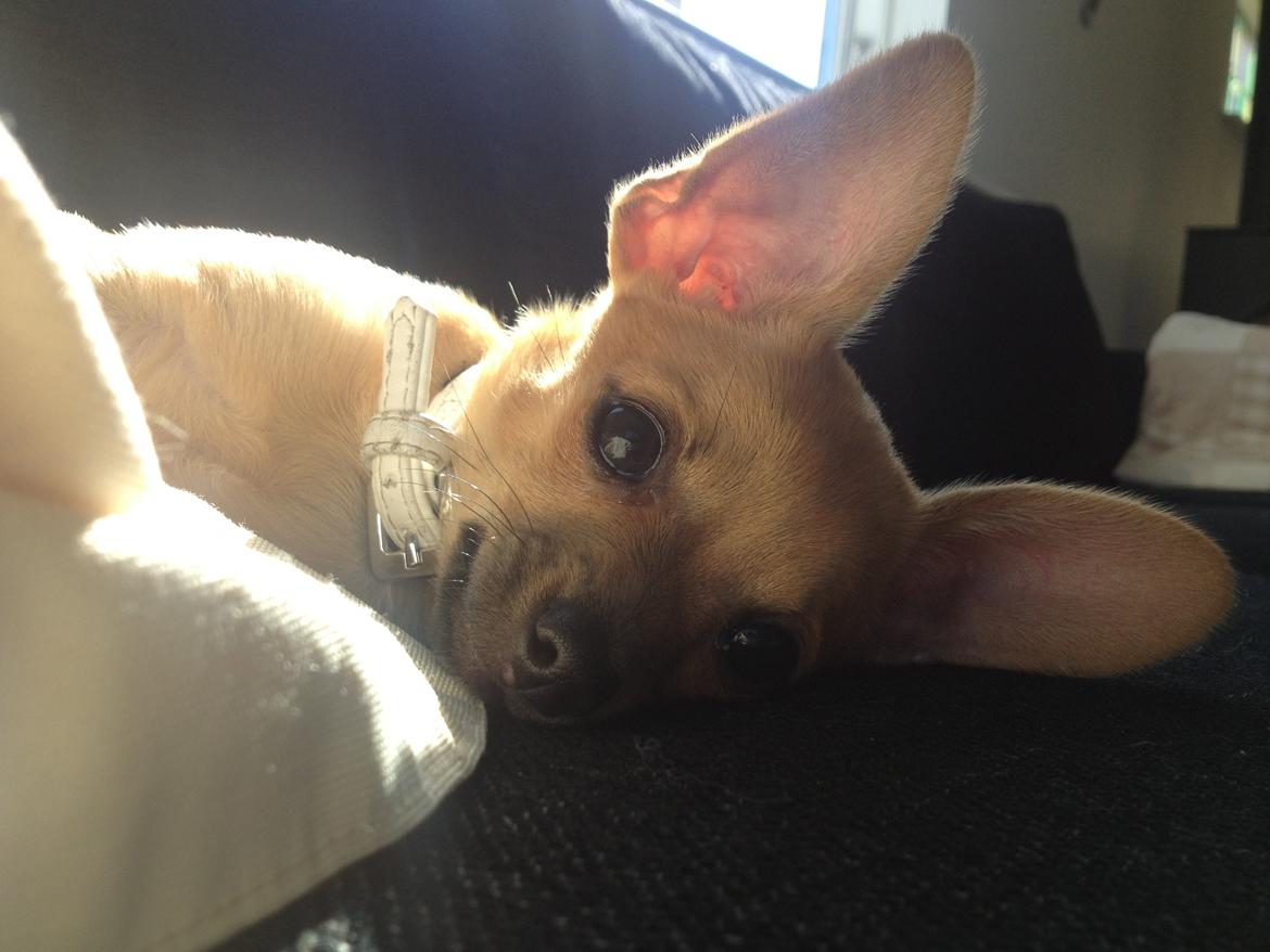 Blanding af racer chihuahua/papilon  Yrsa billede 7