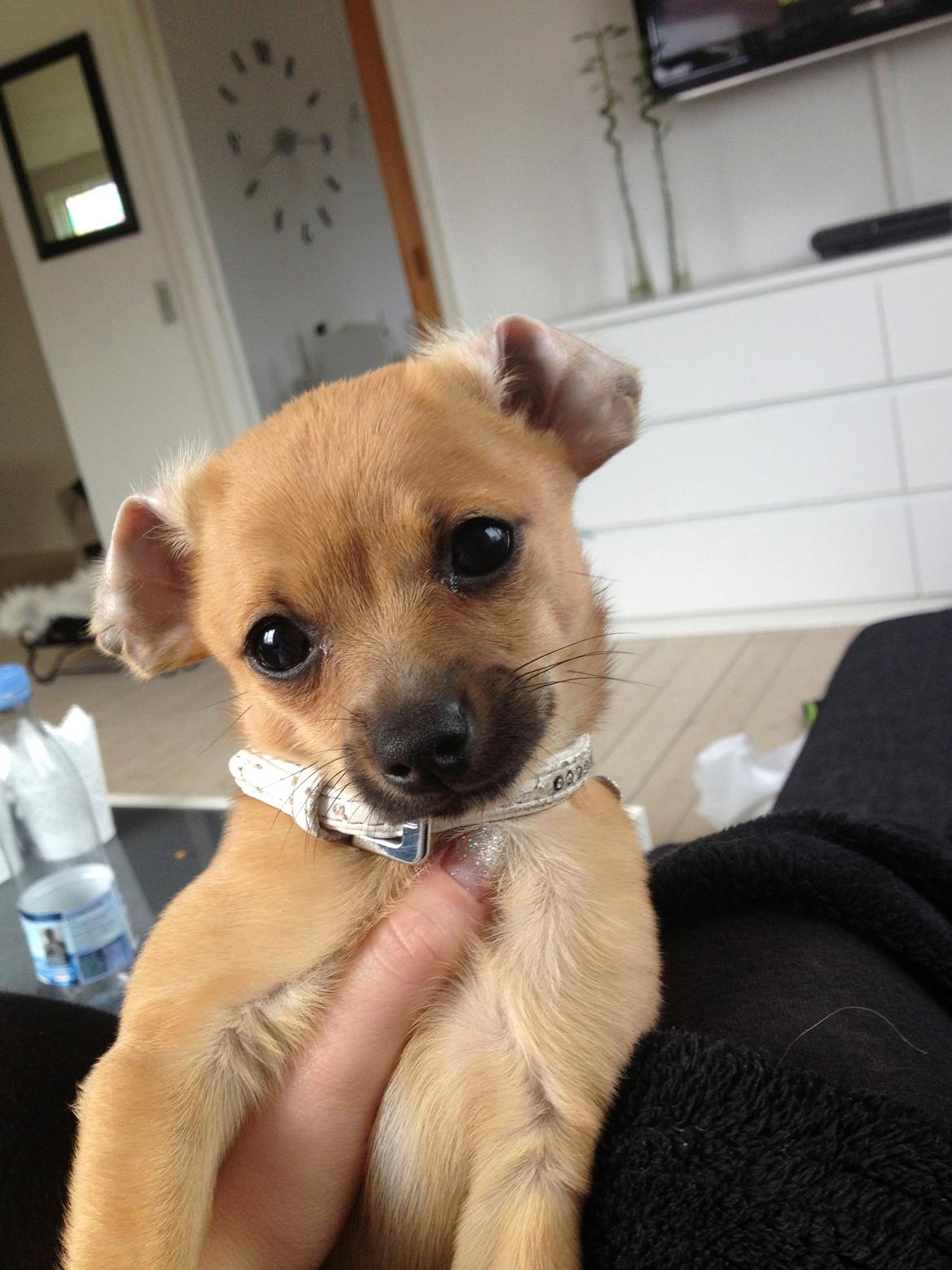 Blanding af racer chihuahua/papilon  Yrsa billede 8
