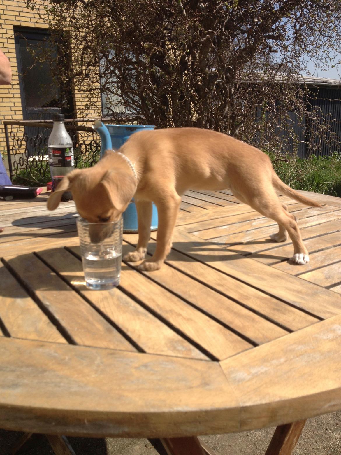 Blanding af racer chihuahua/papilon  Yrsa billede 9