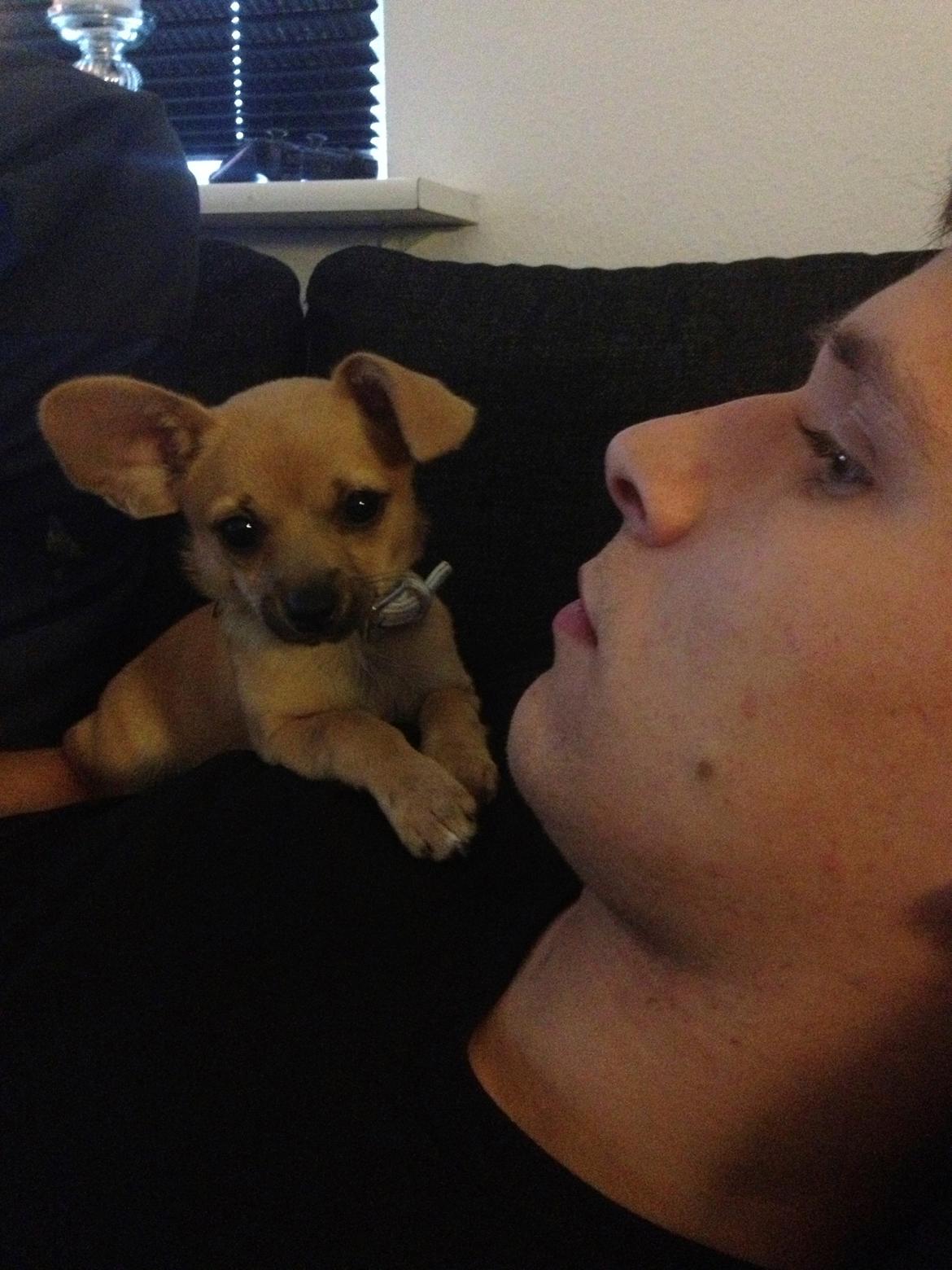 Blanding af racer chihuahua/papilon  Yrsa billede 11