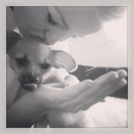 Blanding af racer chihuahua/papilon  Yrsa billede 12