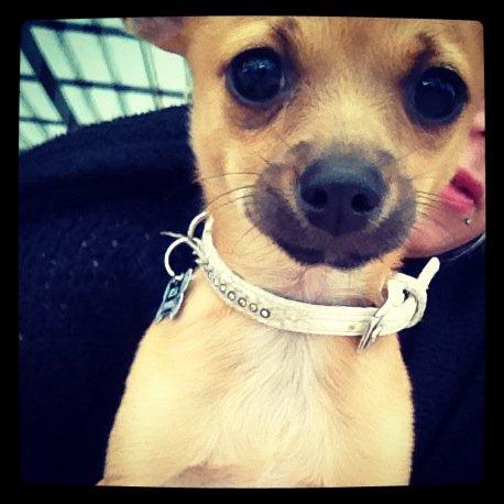 Blanding af racer chihuahua/papilon  Yrsa billede 13