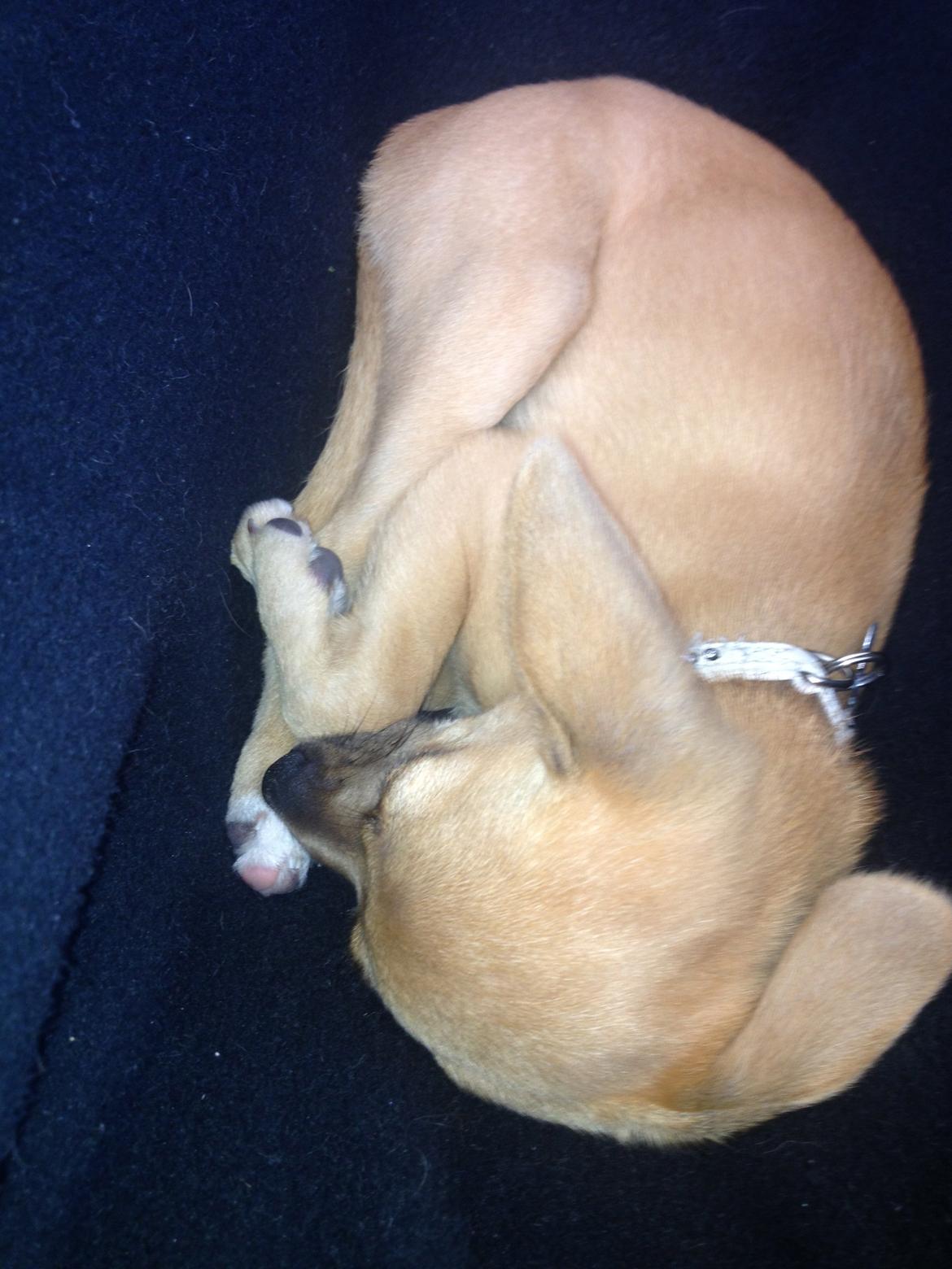 Blanding af racer chihuahua/papilon  Yrsa billede 14