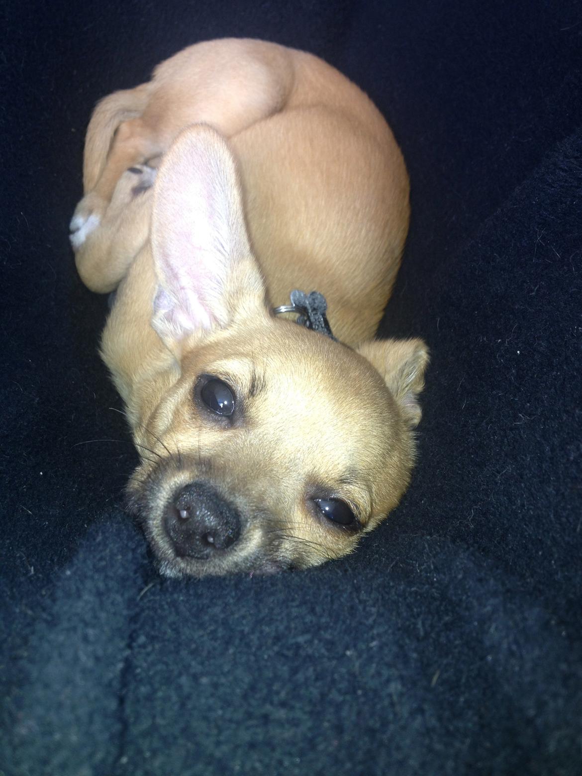 Blanding af racer chihuahua/papilon  Yrsa billede 15