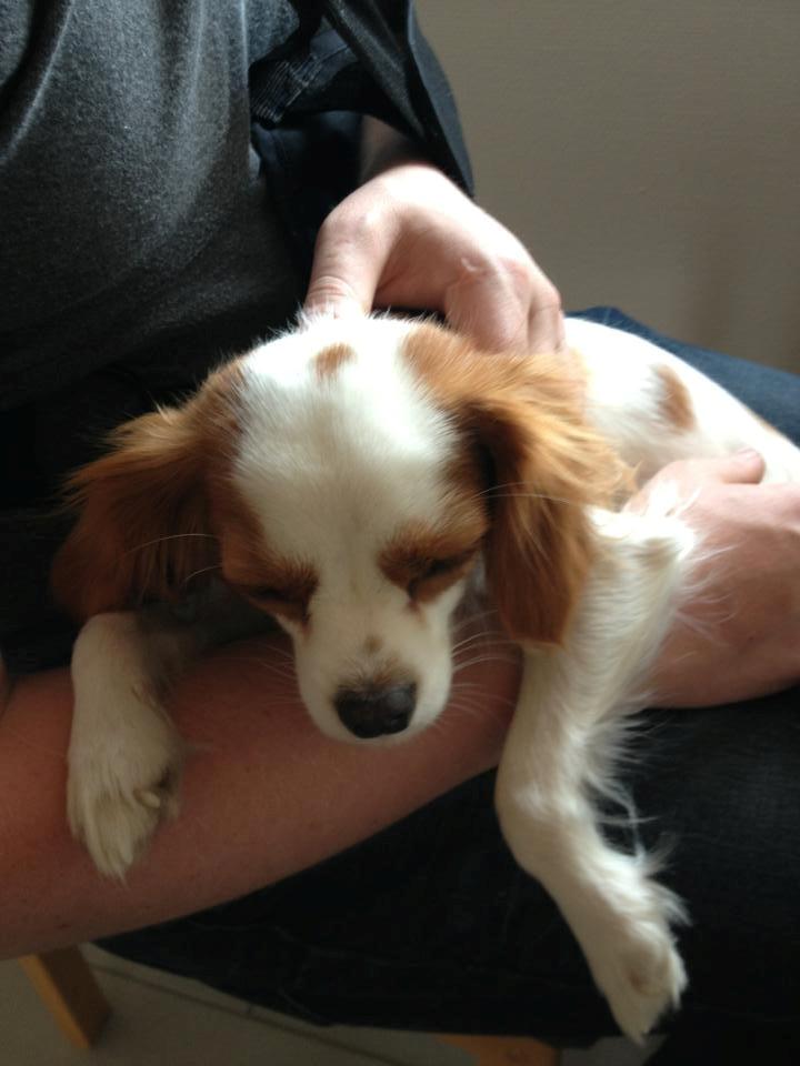 Cavalier king charles spaniel Bailey billede 7