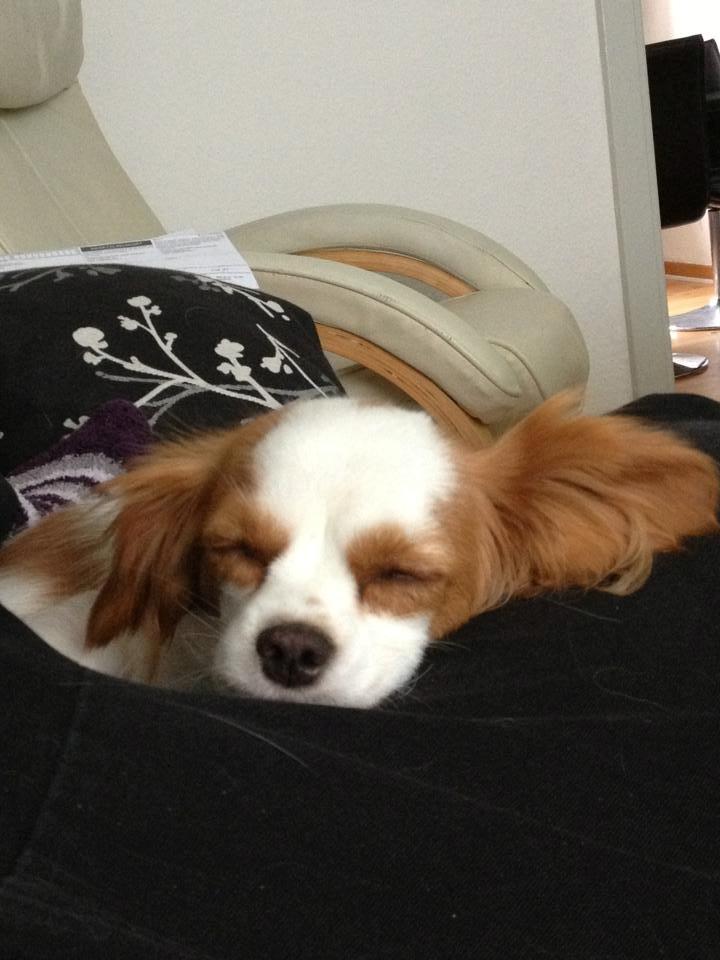 Cavalier king charles spaniel Bailey billede 8