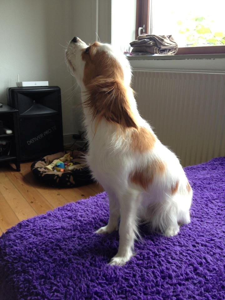 Cavalier king charles spaniel Bailey billede 9