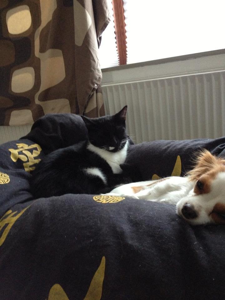 Cavalier king charles spaniel Bailey billede 10