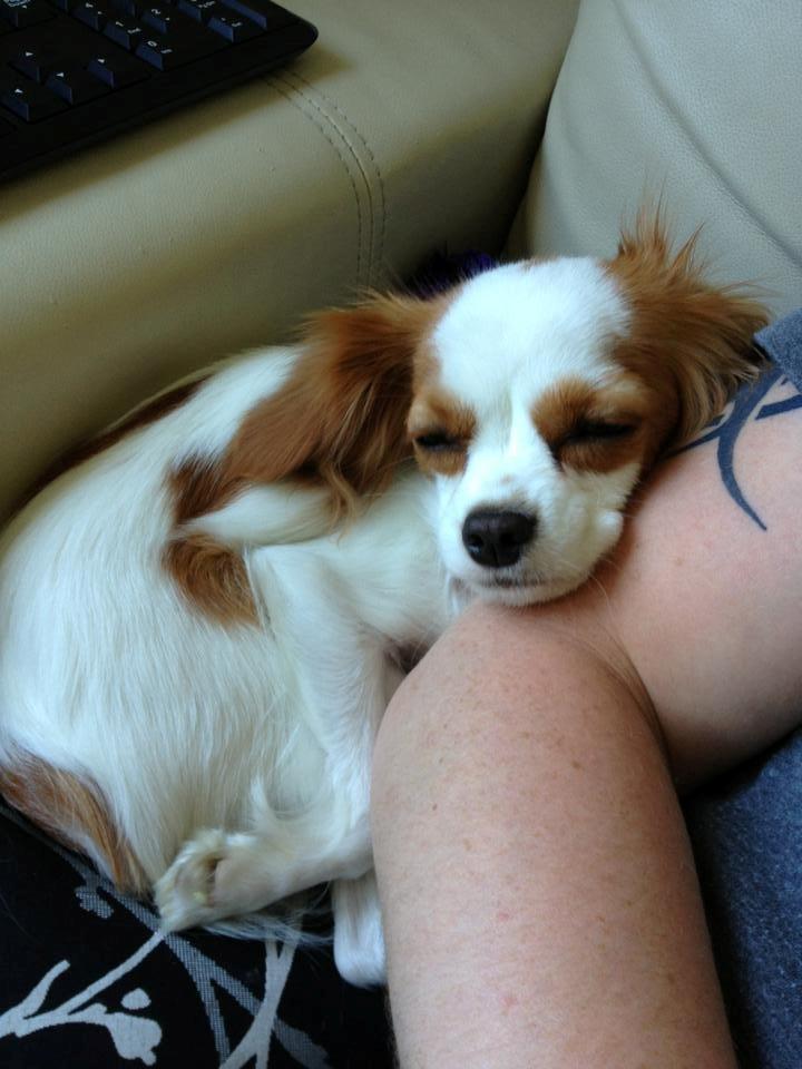 Cavalier king charles spaniel Bailey billede 11