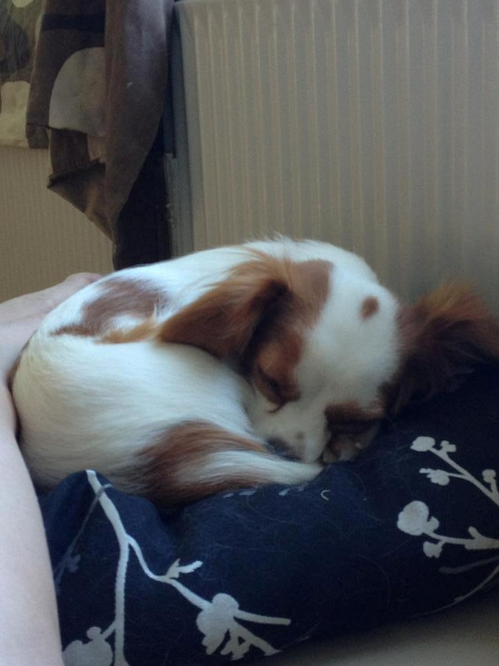 Cavalier king charles spaniel Bailey billede 12