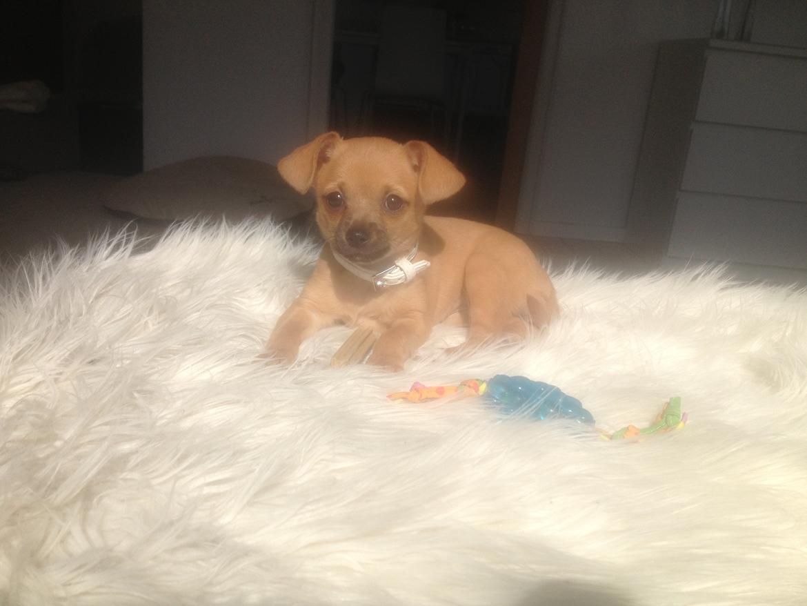 Blanding af racer chihuahua/papilon  Yrsa billede 18