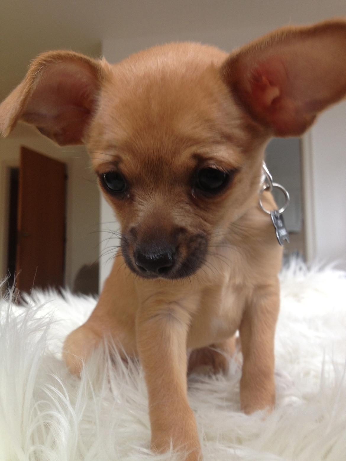 Blanding af racer chihuahua/papilon  Yrsa billede 1