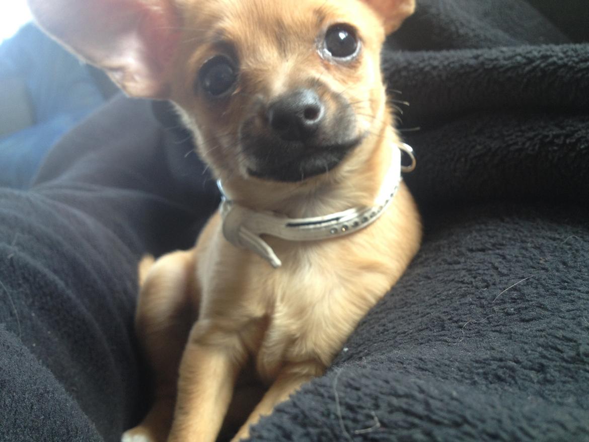 Blanding af racer chihuahua/papilon  Yrsa billede 19