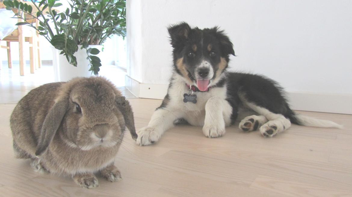 Border collie Mille - Mille og hendes bedste ven - dværgvædderen Emil billede 7