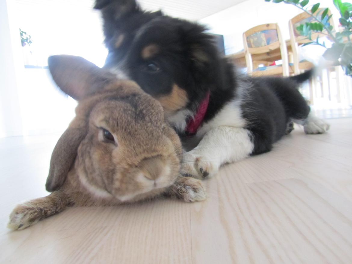 Border collie Mille - De ører trænger da vist til en vask billede 8