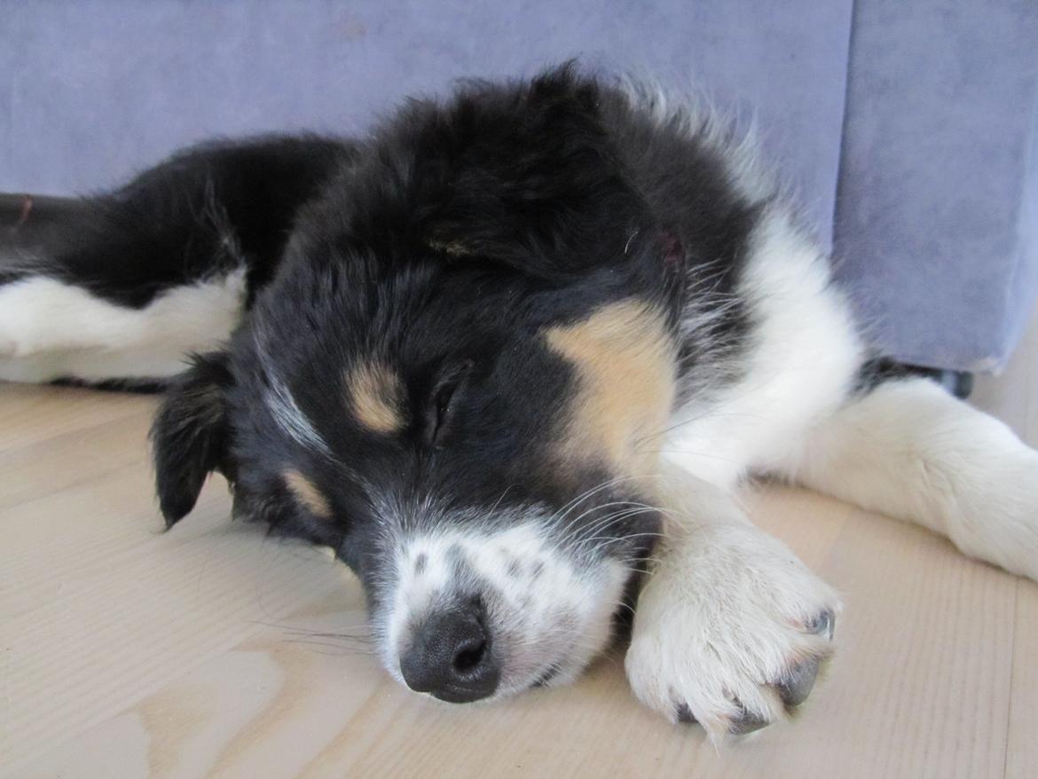 Border collie Mille - Man kan pludselig blive træt når man er lille :) billede 14