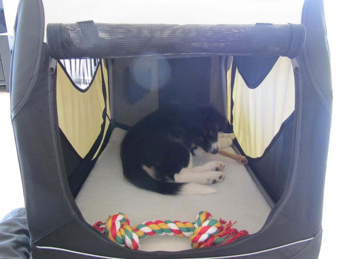 Border collie Mille - Gnask gnask billede 13