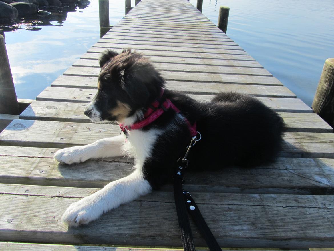 Border collie Mille - Første tur på stranden billede 9