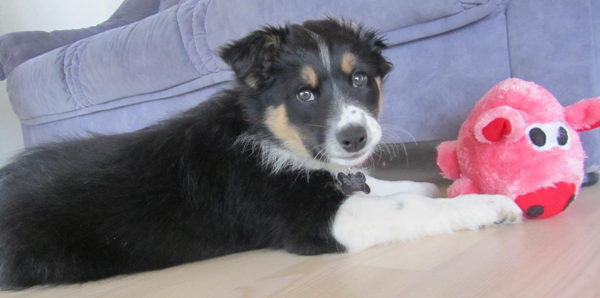 Border collie Mille - Se min fine gris billede 15