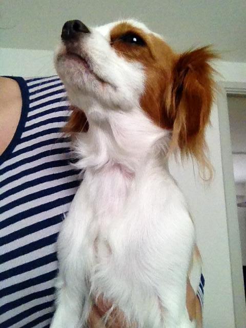 Cavalier king charles spaniel Bailey billede 13