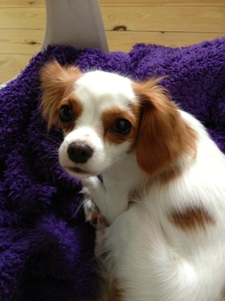 Cavalier king charles spaniel Bailey billede 14