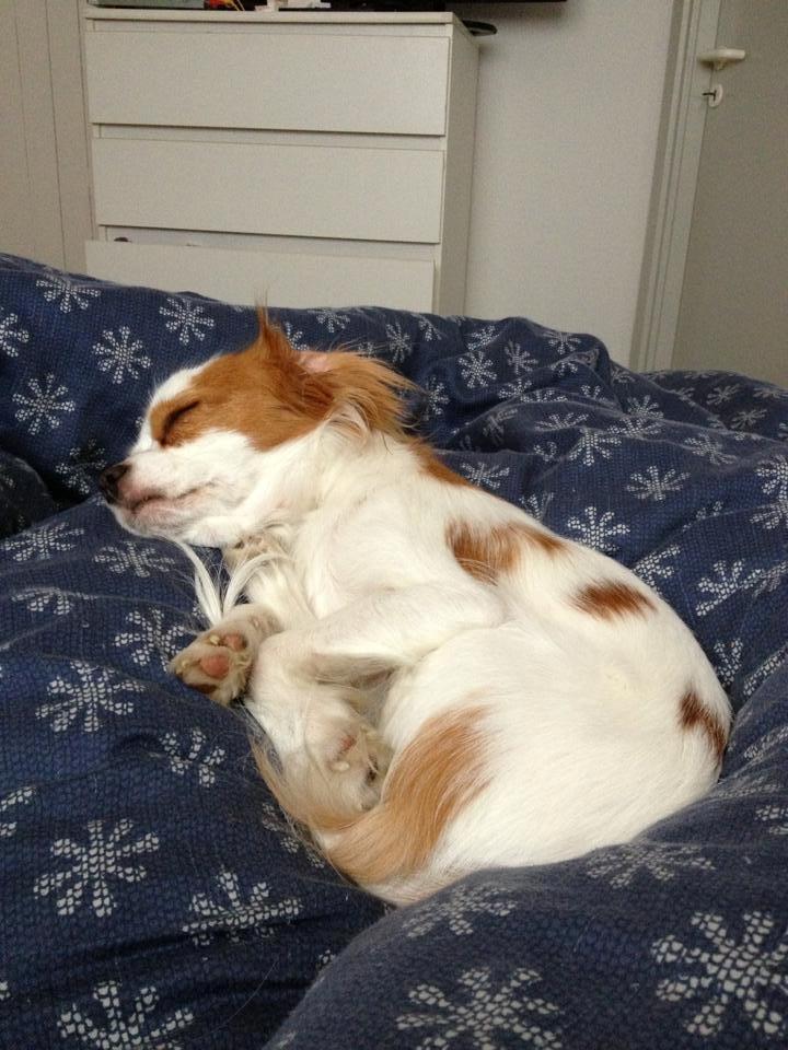 Cavalier king charles spaniel Bailey billede 15