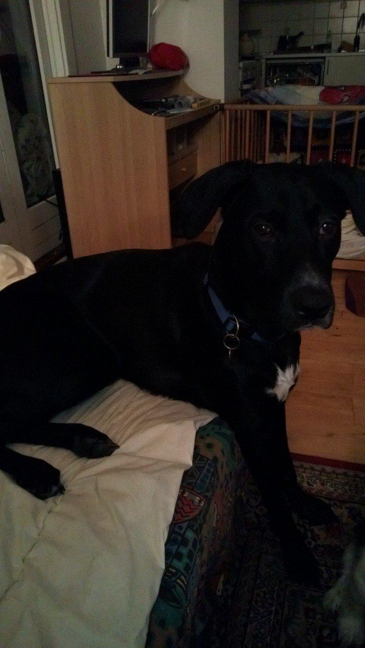 Blanding af racer Manse billede 6