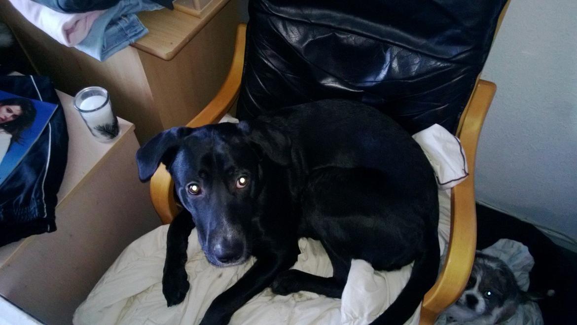 Blanding af racer Manse billede 7